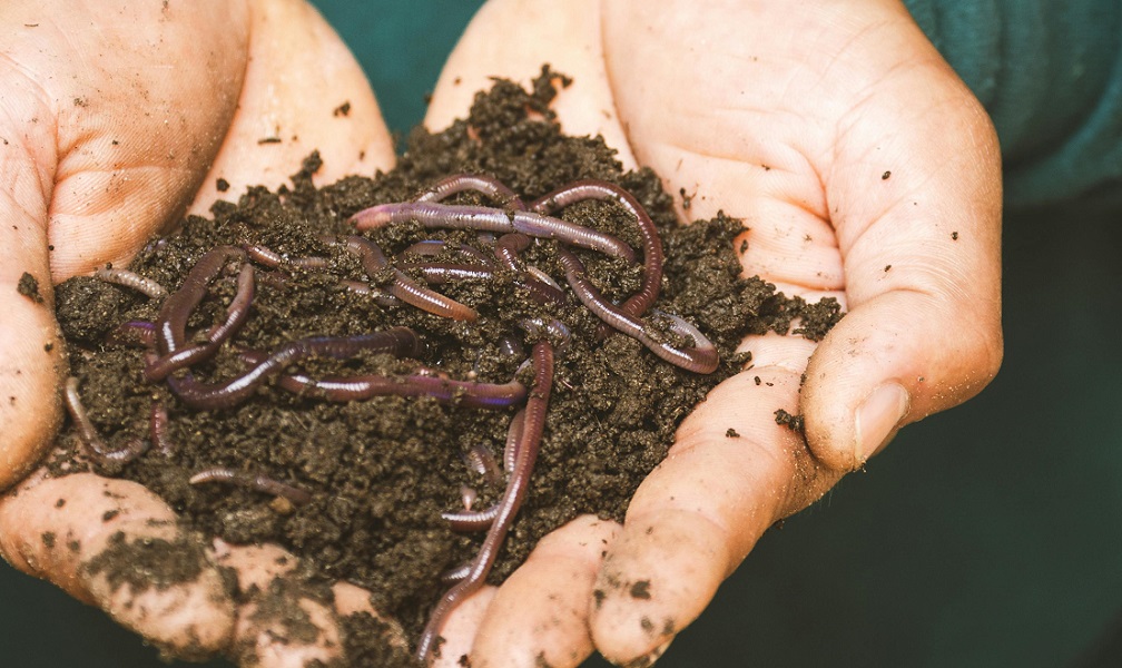 compost